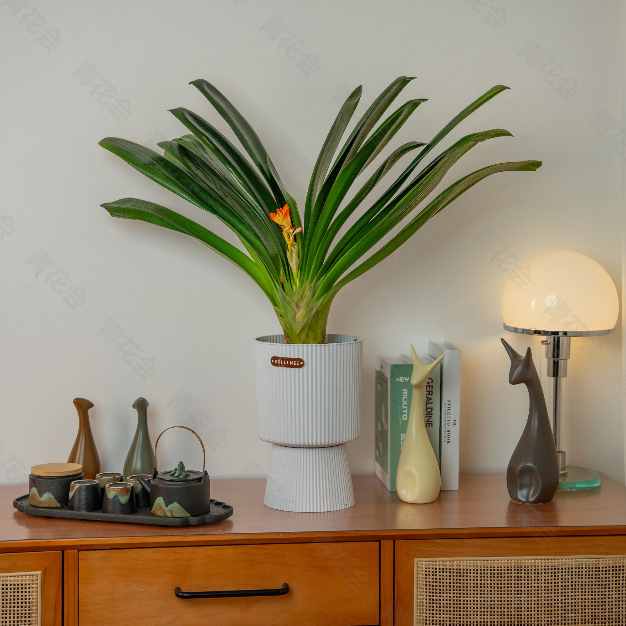 【极速空运】国兰10-12叶君子兰高档兰花盆栽室内四季常青开花绿植