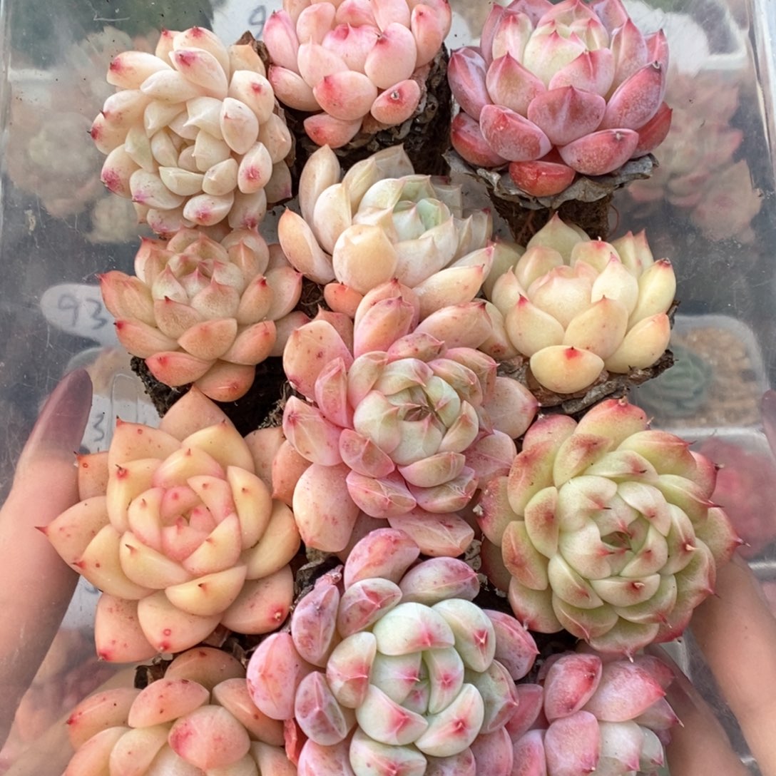 糖心珍妮组合可拍12颗