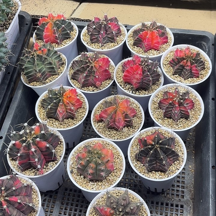 牡丹糖果锦万象盆随机一盆