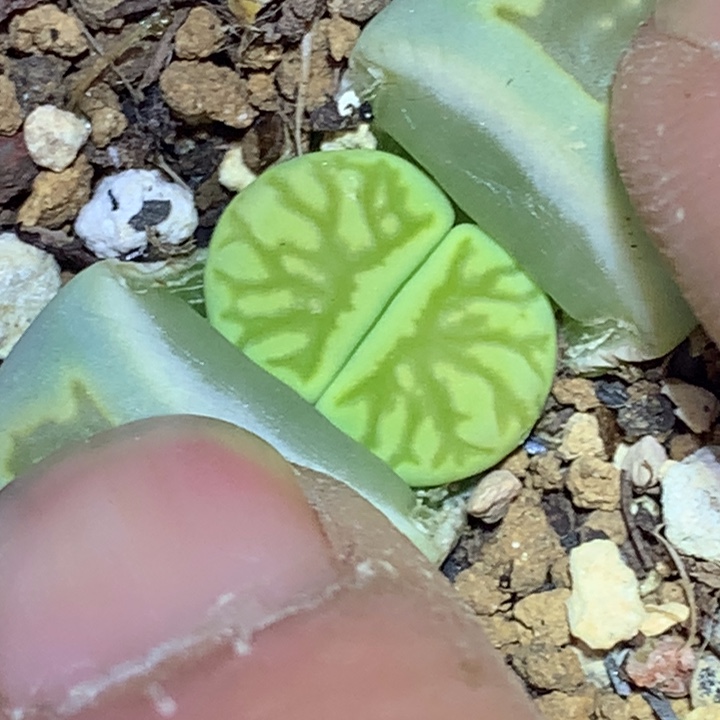 精品多肉植物大战僵尸绿菊