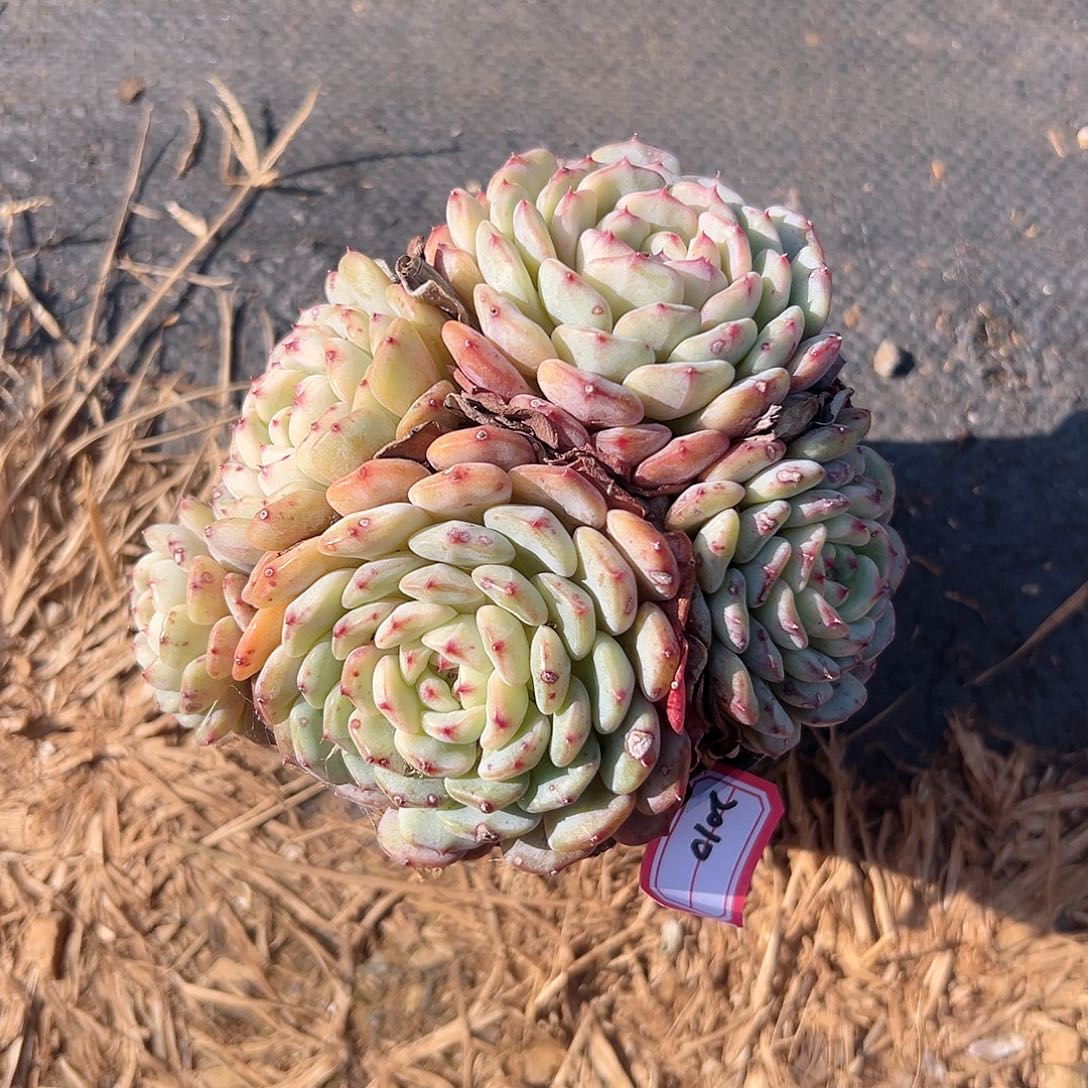 白胖子多肉20102010