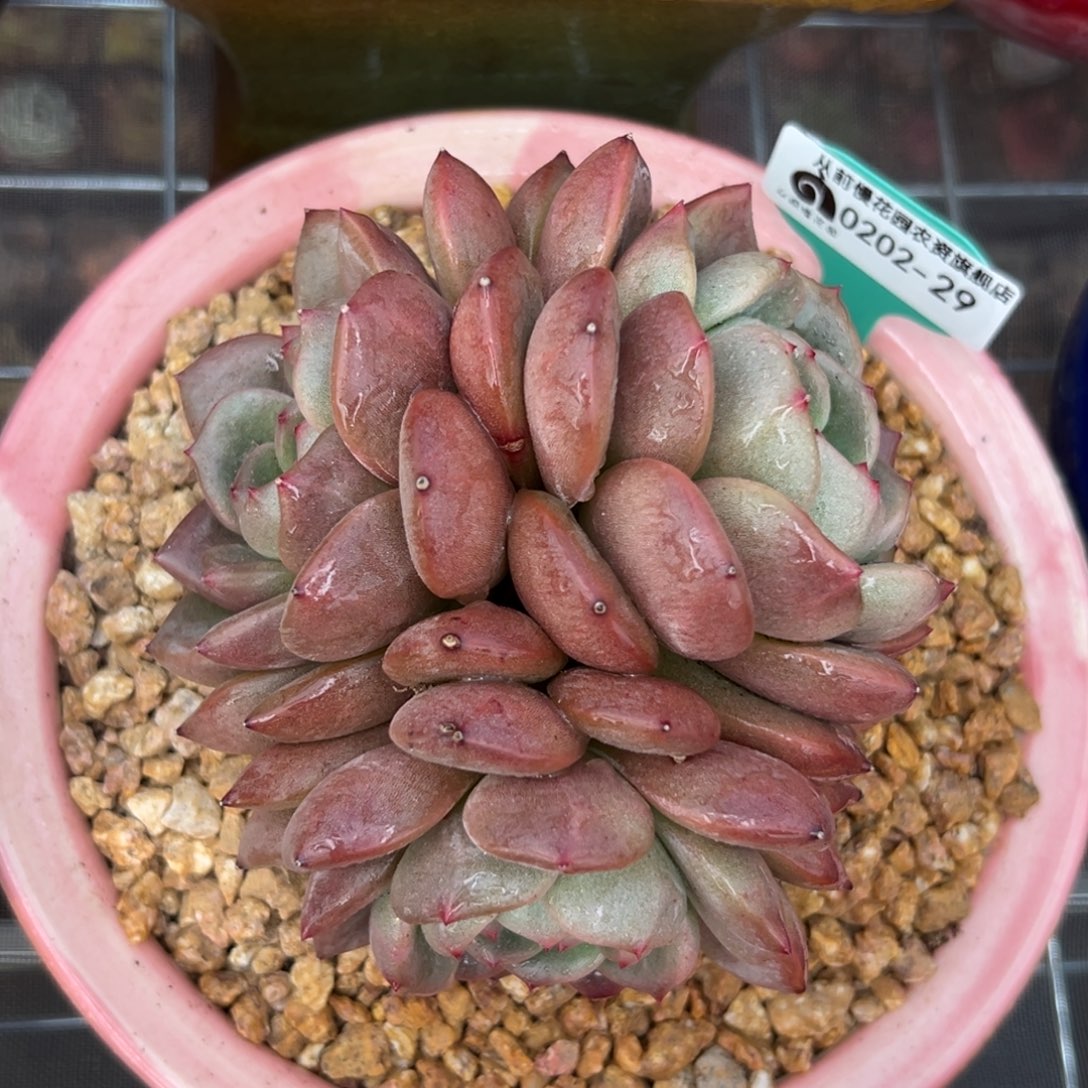 多肉一物一拍0202-29