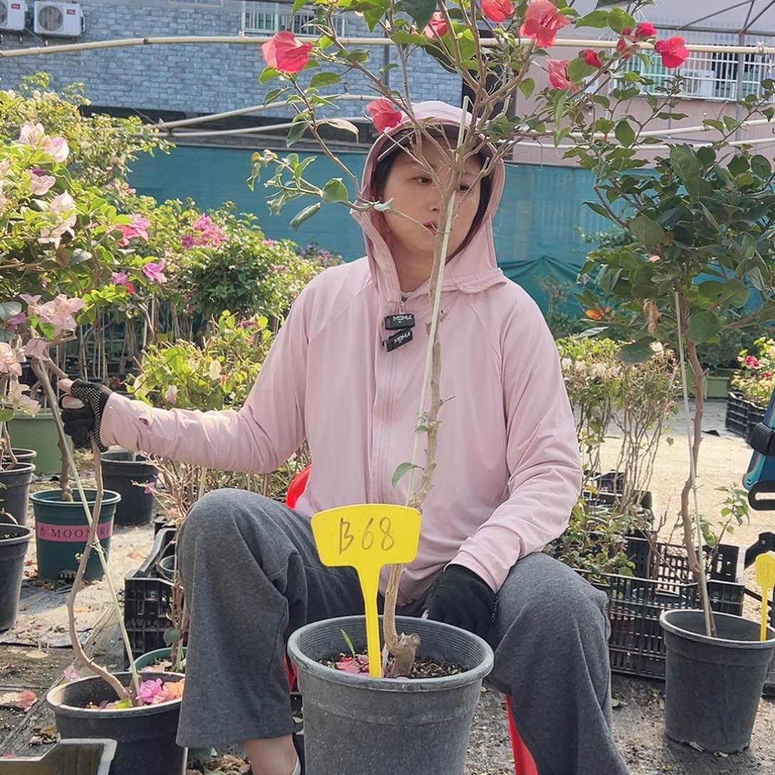 半***凉大部分花苞少量开放B68不甜