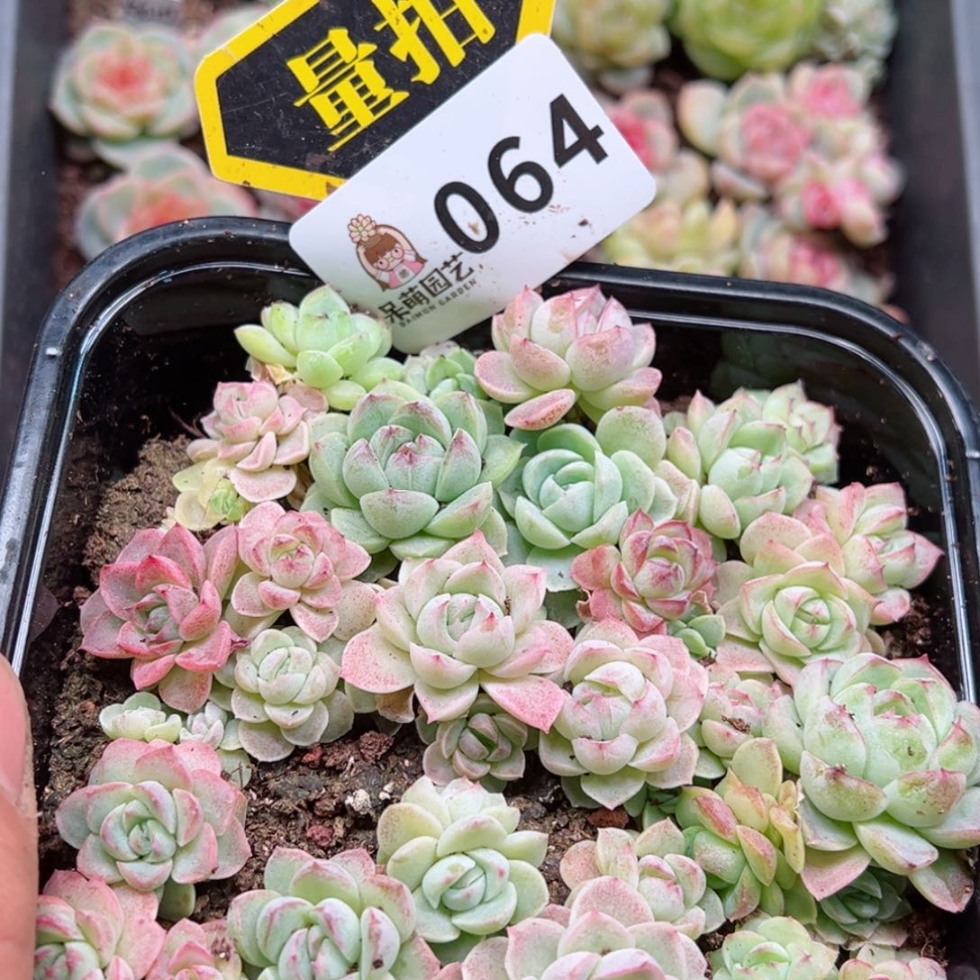 多肉植物多肉植物