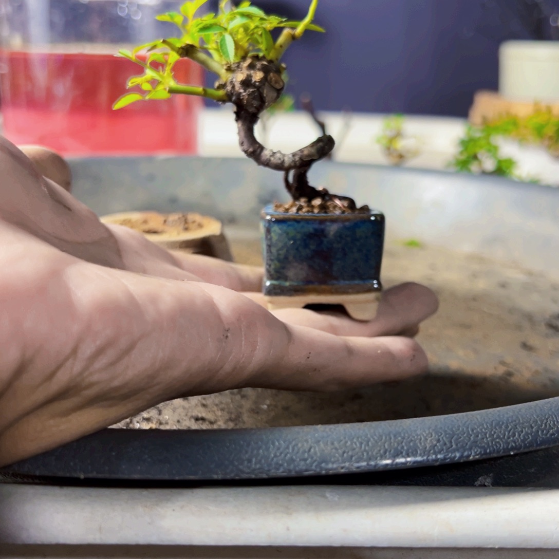 无花朵盆景11111111111