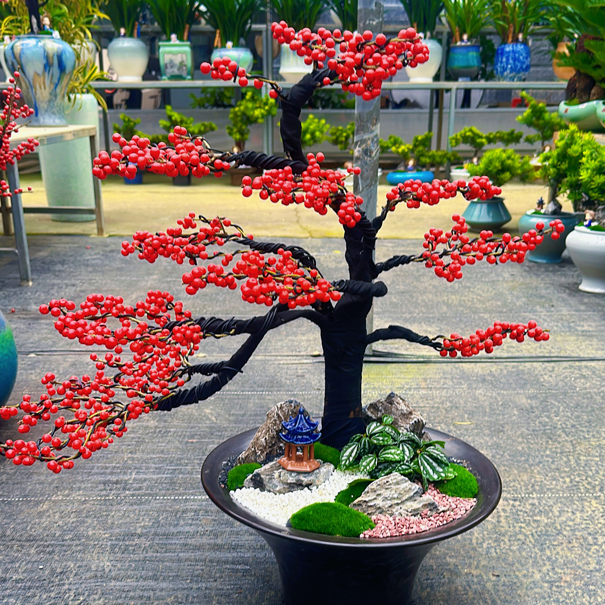 北美冬青老桩盆栽精品红果冬青耐寒冬季室外绿植北方绿植