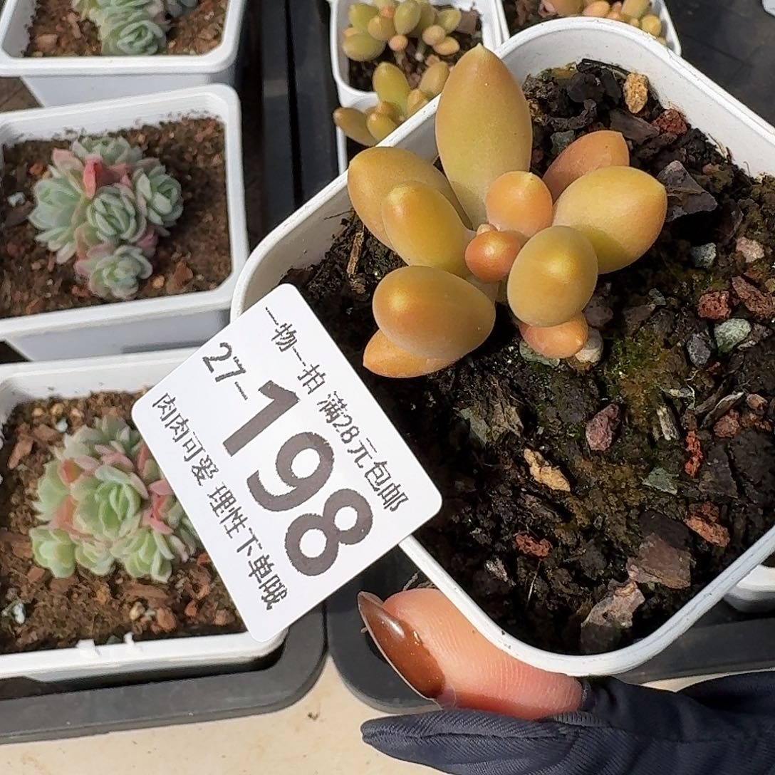 金蝉无盆土发货无盆