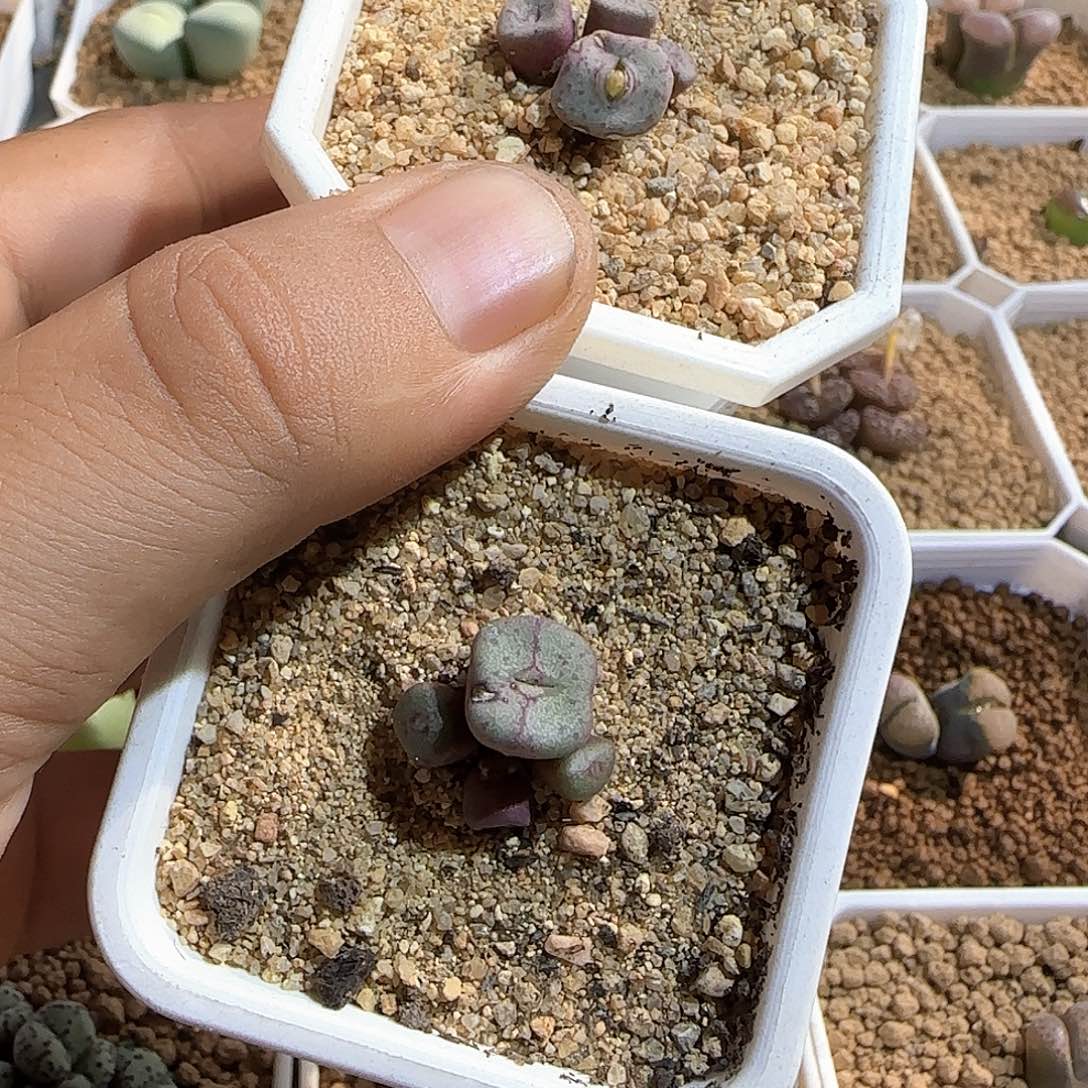 香***呐哈哈哈哈哈哈哈50780
