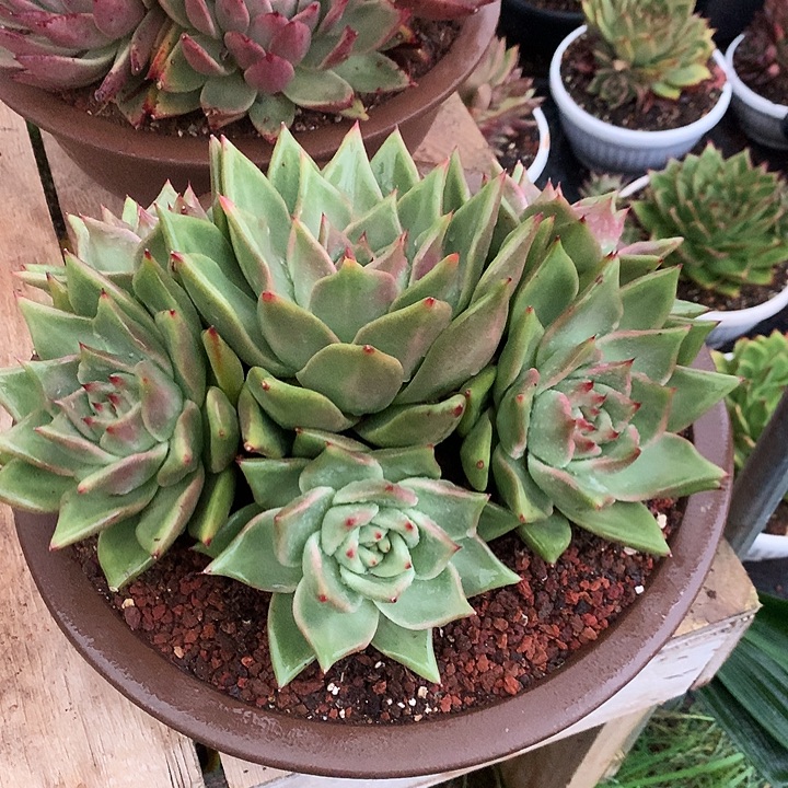 美肉特价活动开始啦