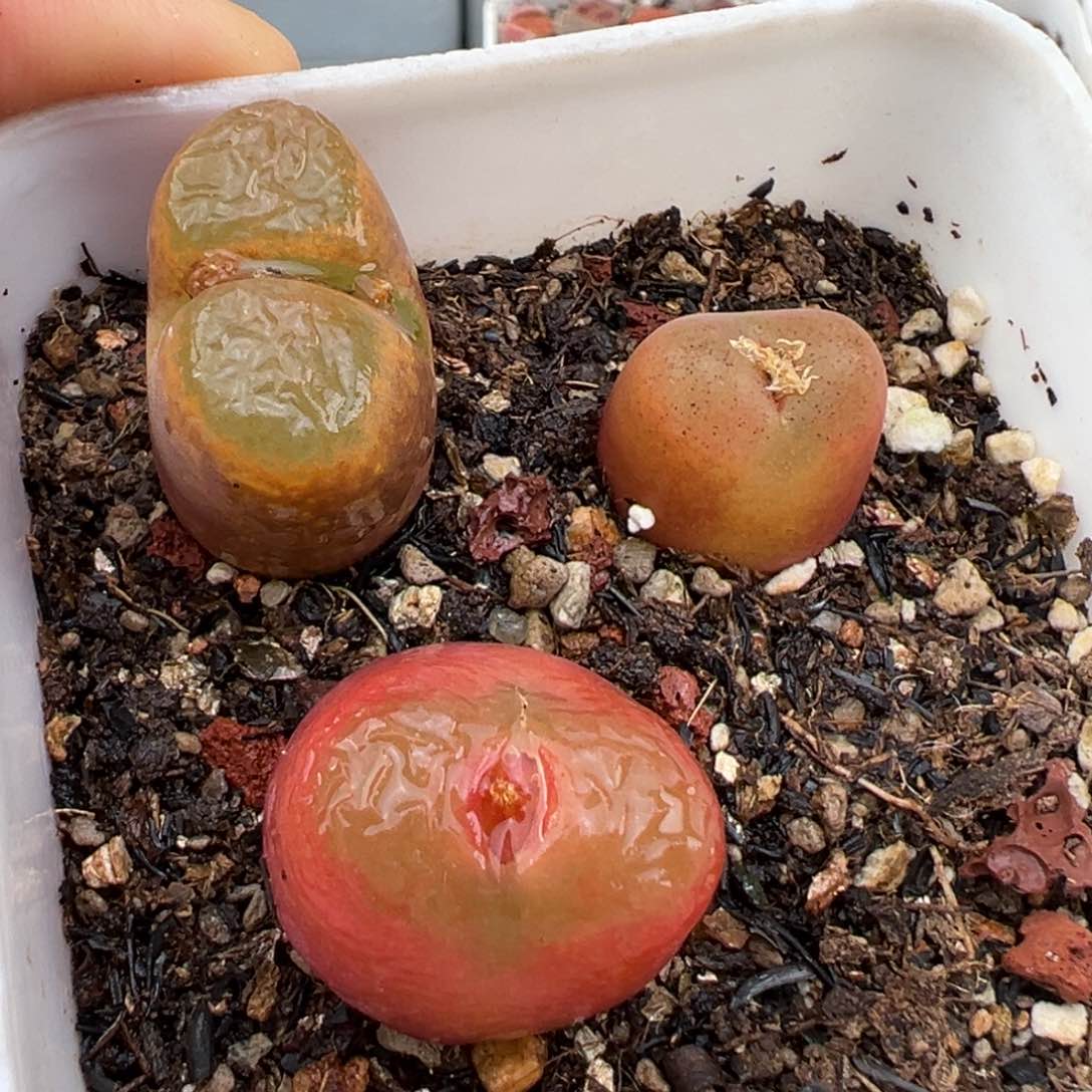 2.13好看的多肉272