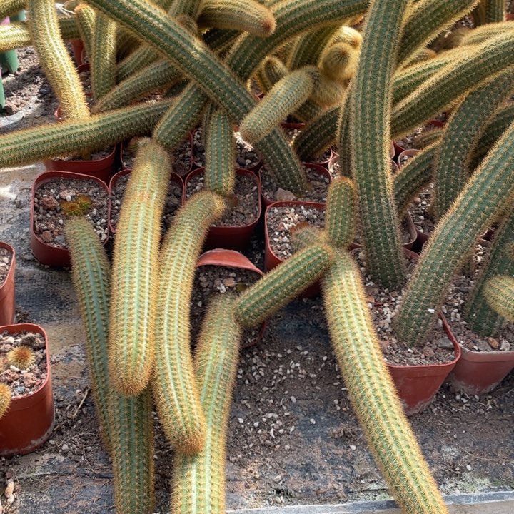 3棵紫水晶单头不指定带仔脱土发货