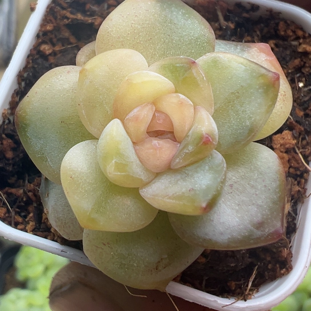 一物一拍精品糖心锦