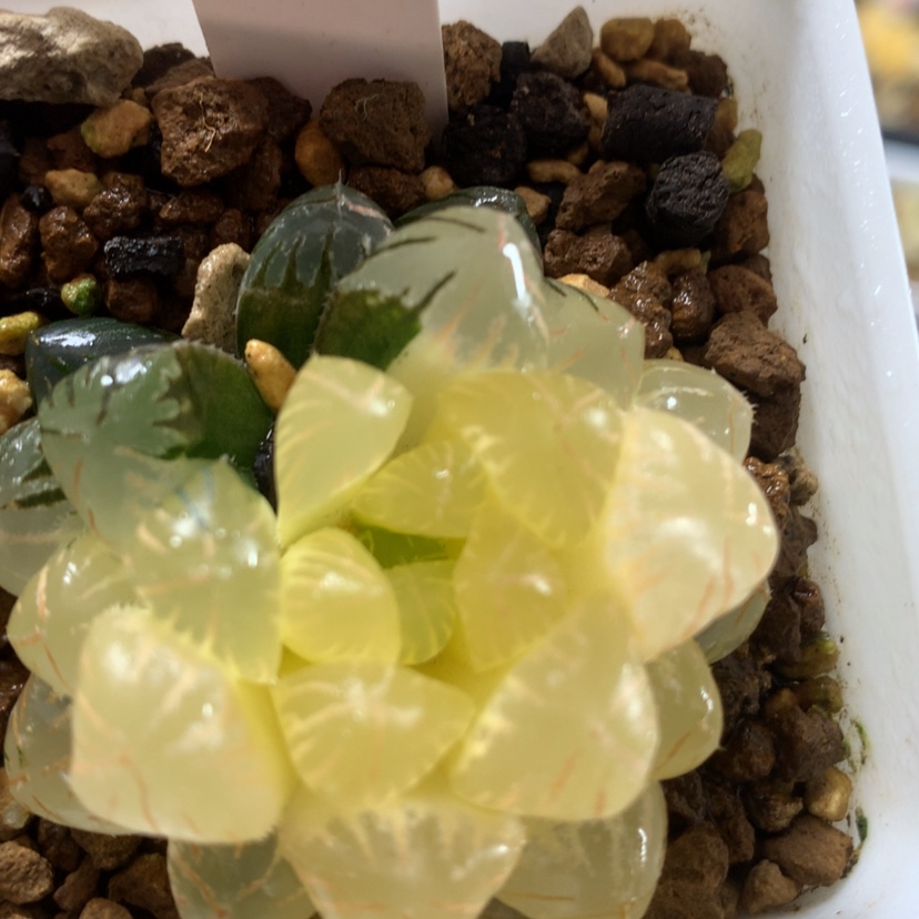 【闪购商品】274实生玉露