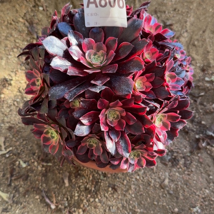 红陶半**过凤冠806多肉