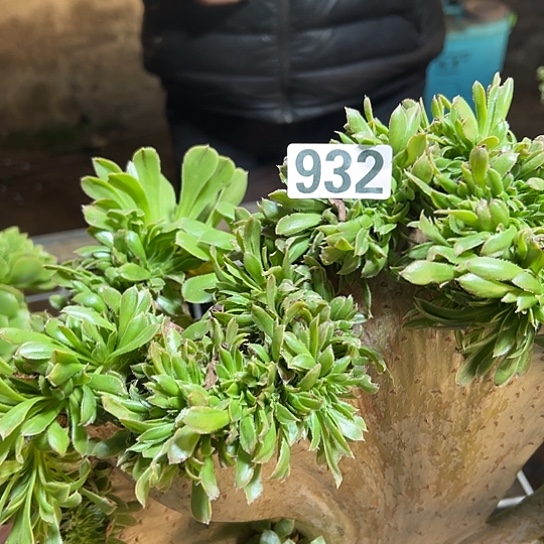 阳***照多肉植物一个妖932