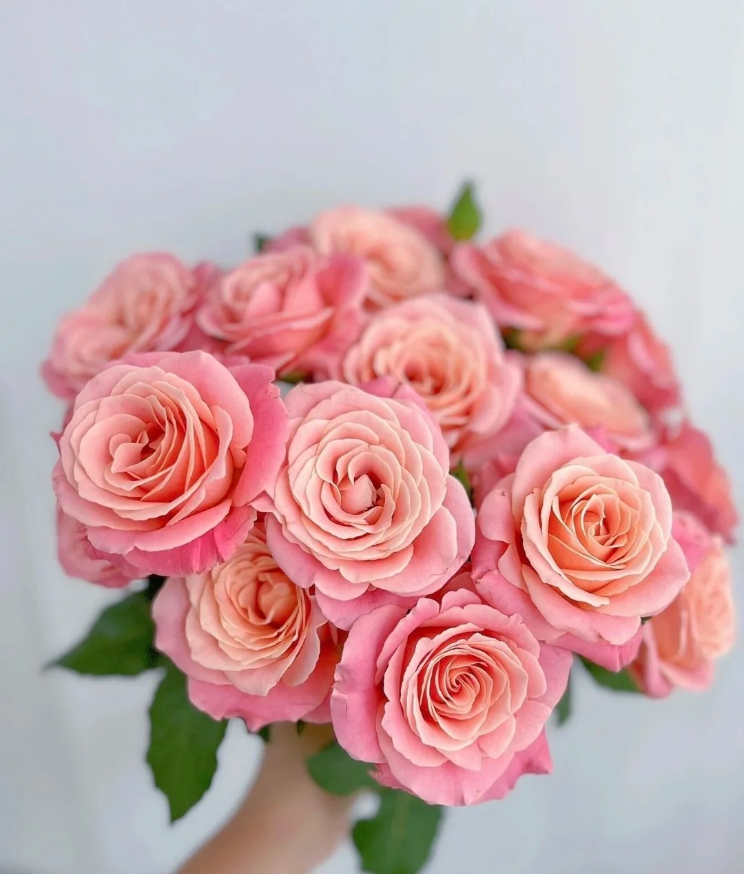 【买一送一】C级朱小姐玫瑰10支    云南基地鲜花直发   家养水养