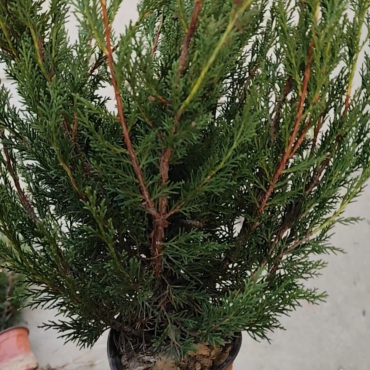 组合网红爆款济州真柏