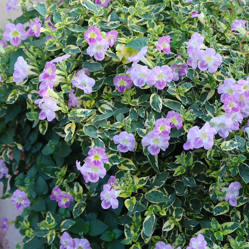 花叶十万错(花期长 耐热 开花机器 养大了可以垂吊)