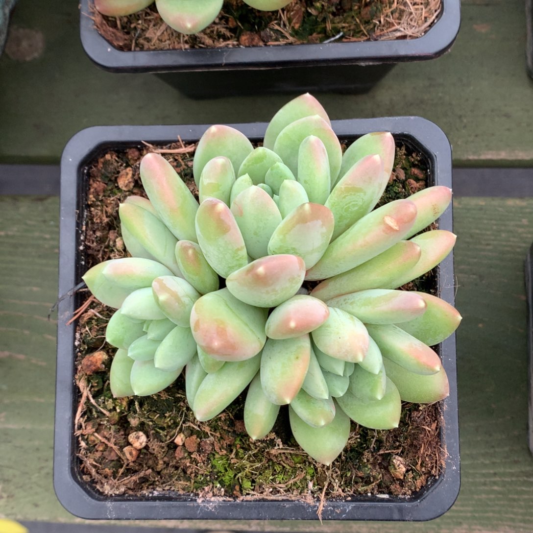 我们家的小姐姐们