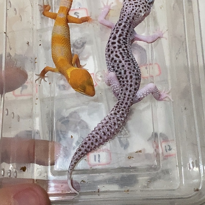 精品阳光加精品银河