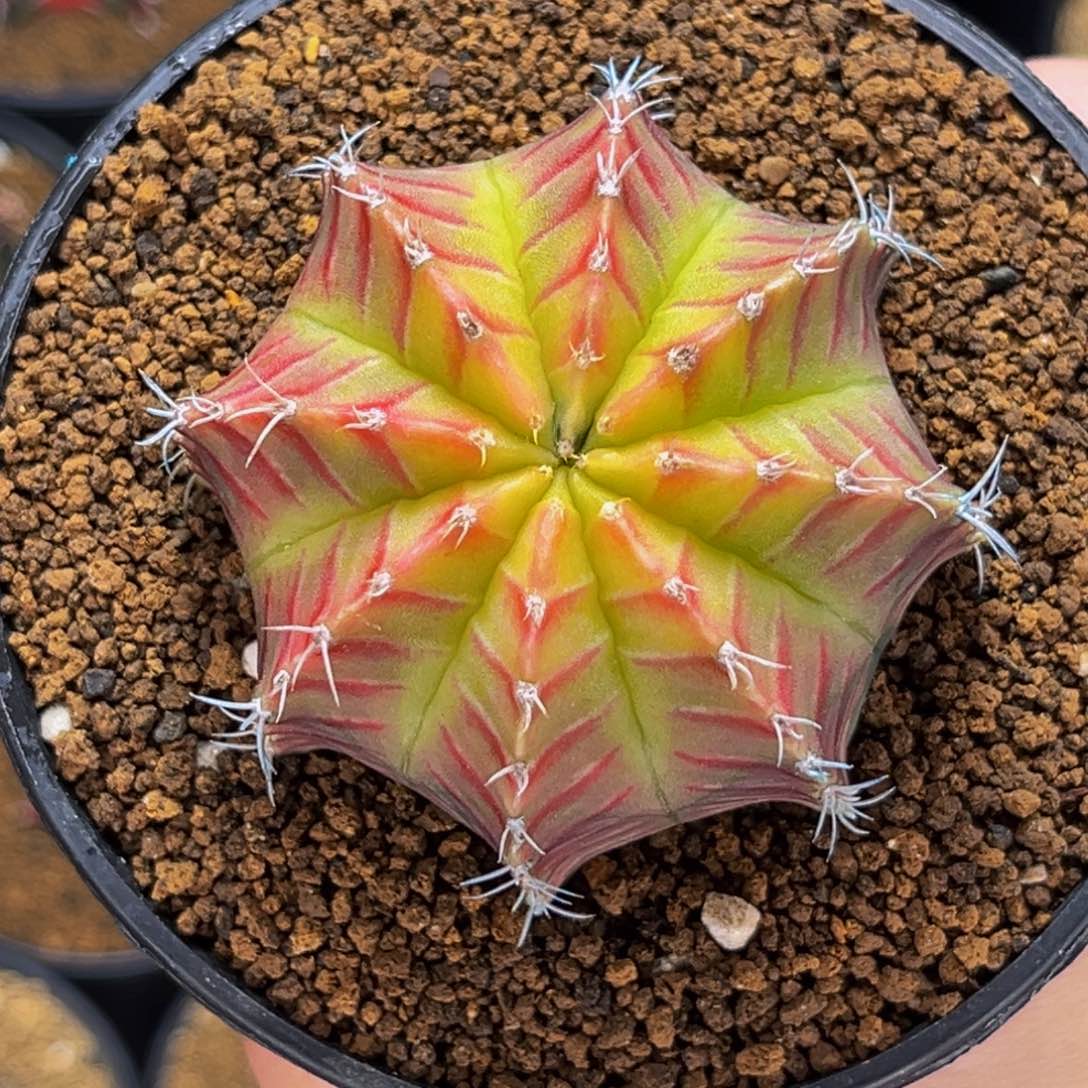 黄金底 红v纹 米哈仙人球