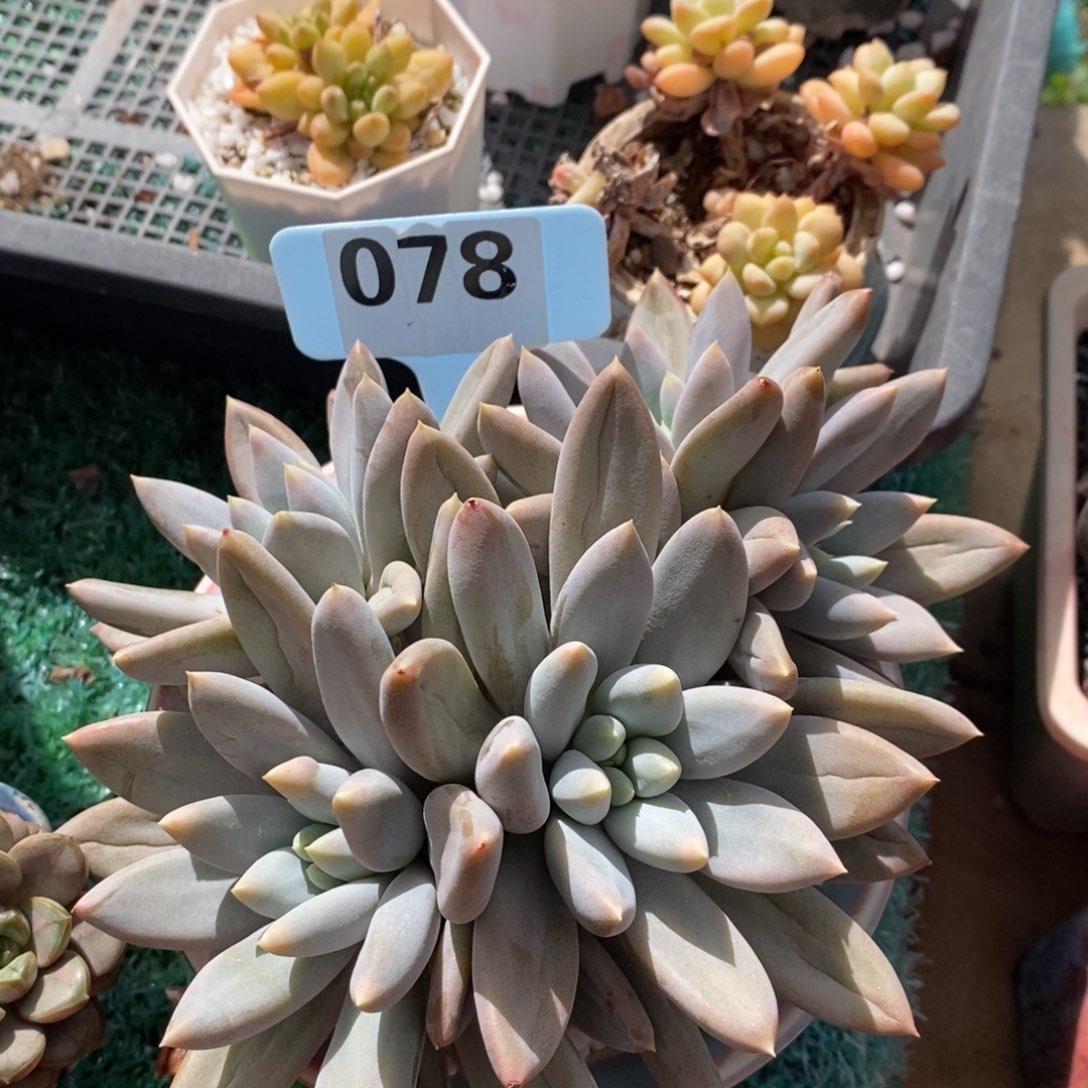 白*白白小白哥特萝莉多肉植物盆栽