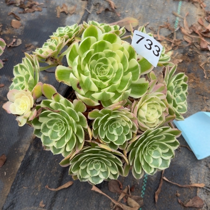 海王多肉植物不包损733