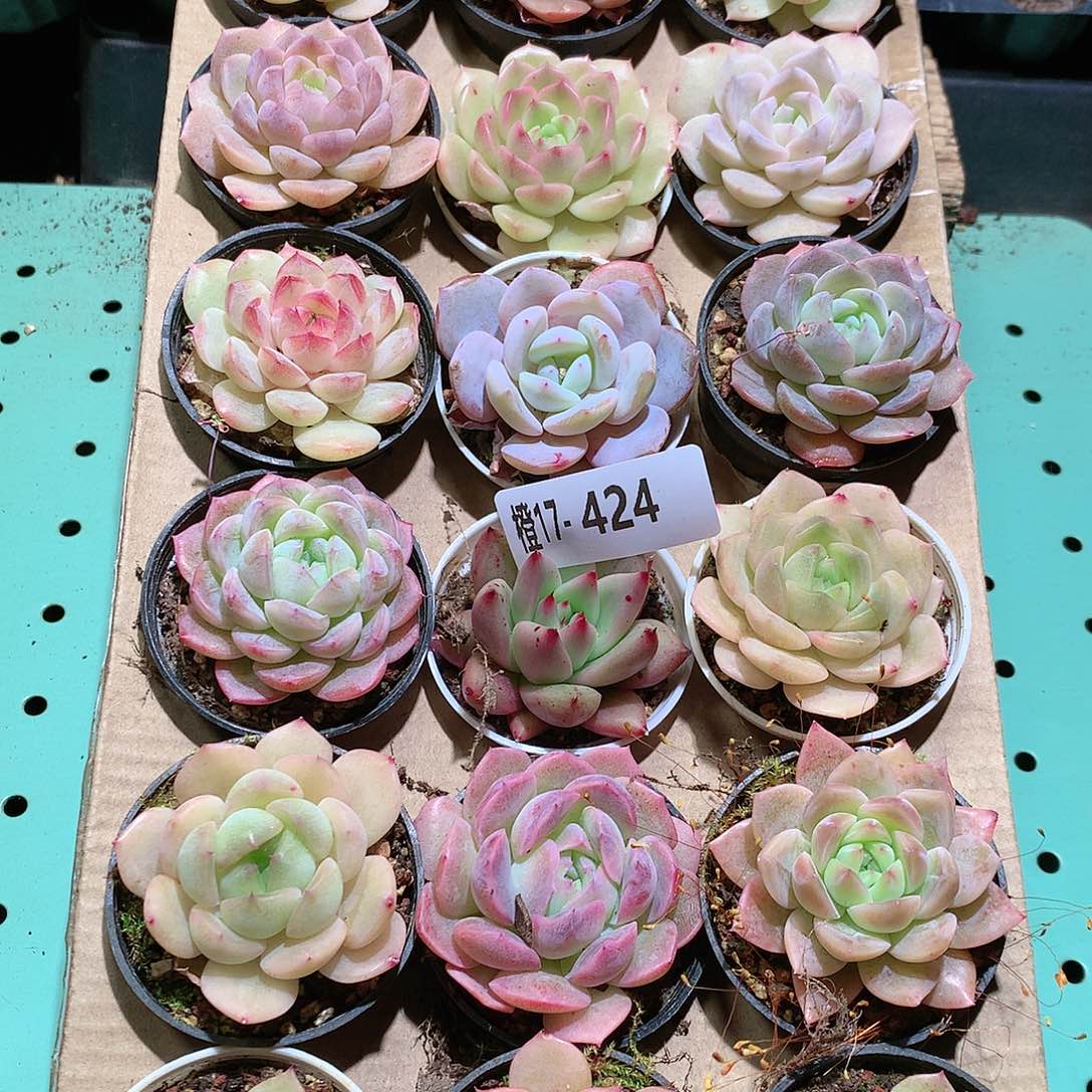 17-424一物一拍带盆18颗