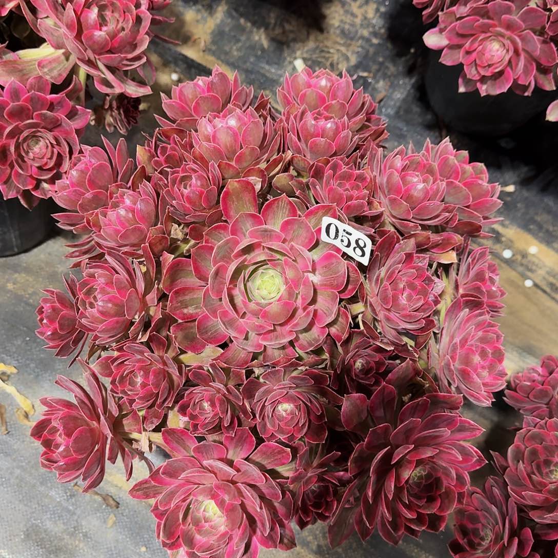 058焕纱多肉植物