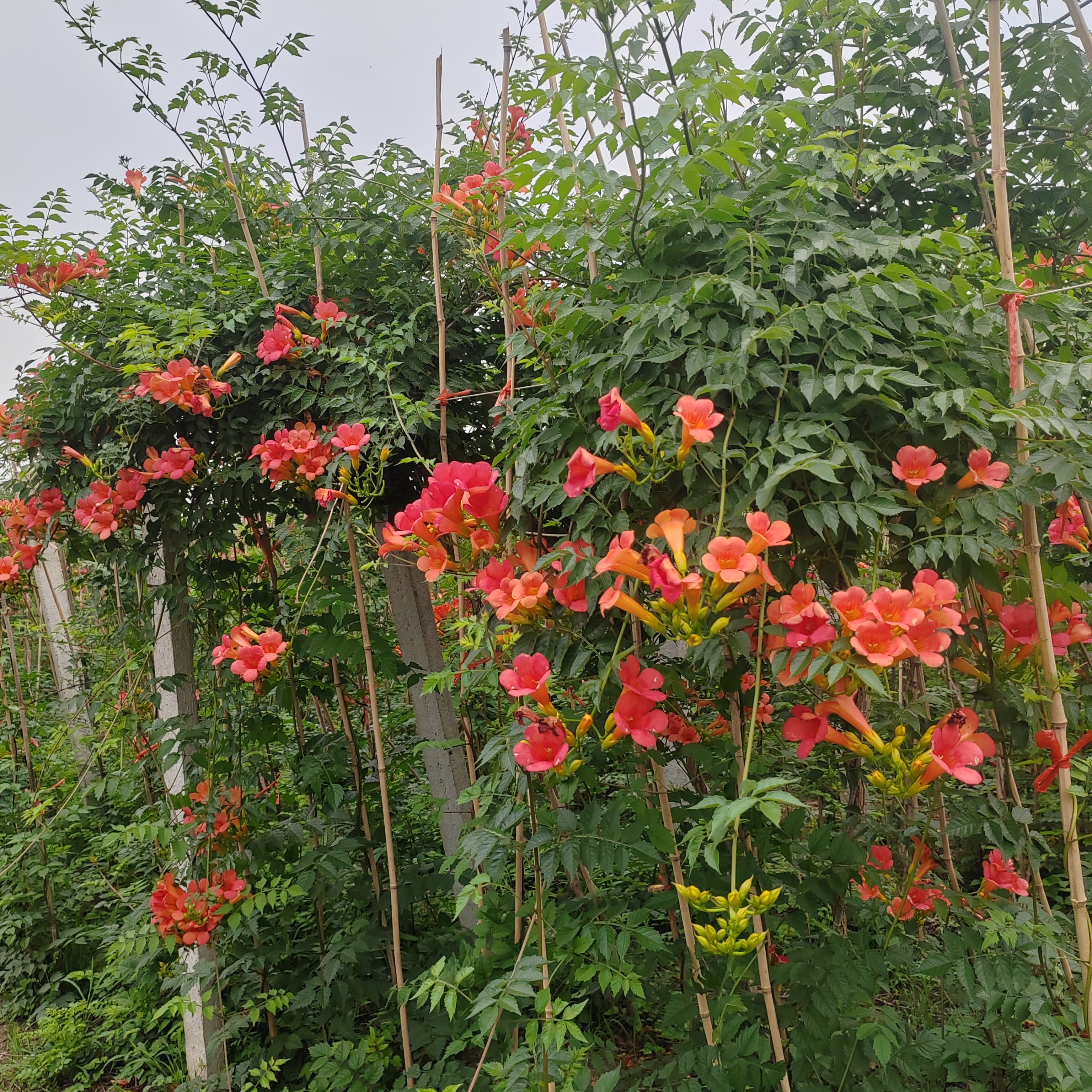 耐寒凌霄花苗爬藤植物庭院花卉盆栽老桩四季开花好养