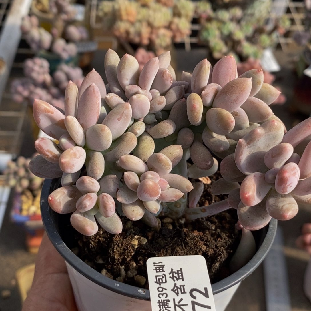 奶酪缀173/9cm多肉