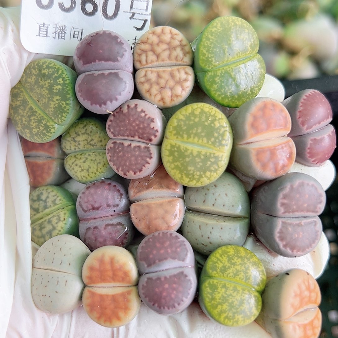 8360 好养易活生石花大母本20个