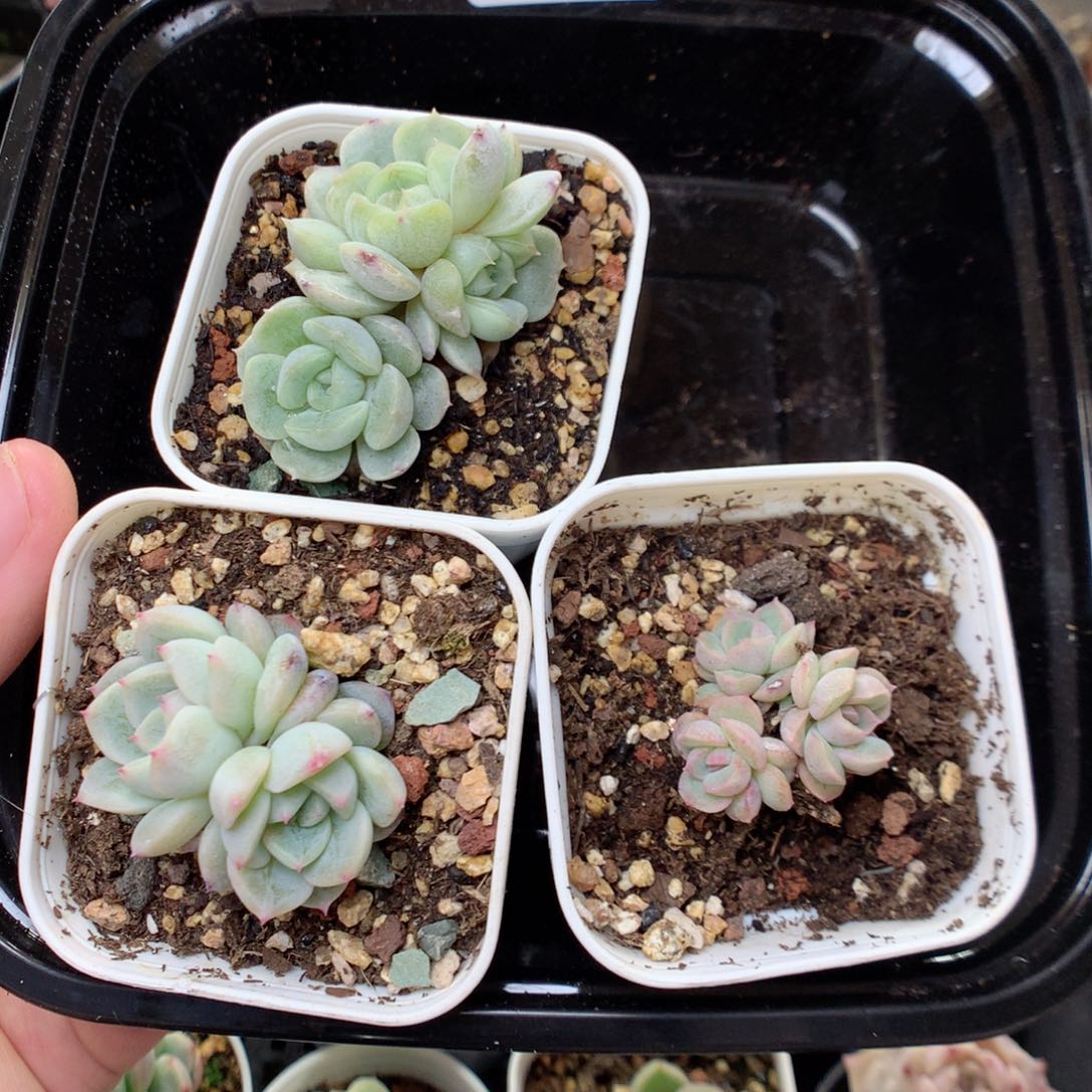 X31 ，20包邮两天凑单偏远不发货