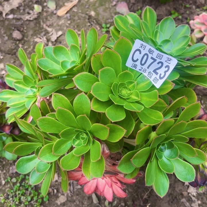 无根初恋中斑多肉植物法师0723
