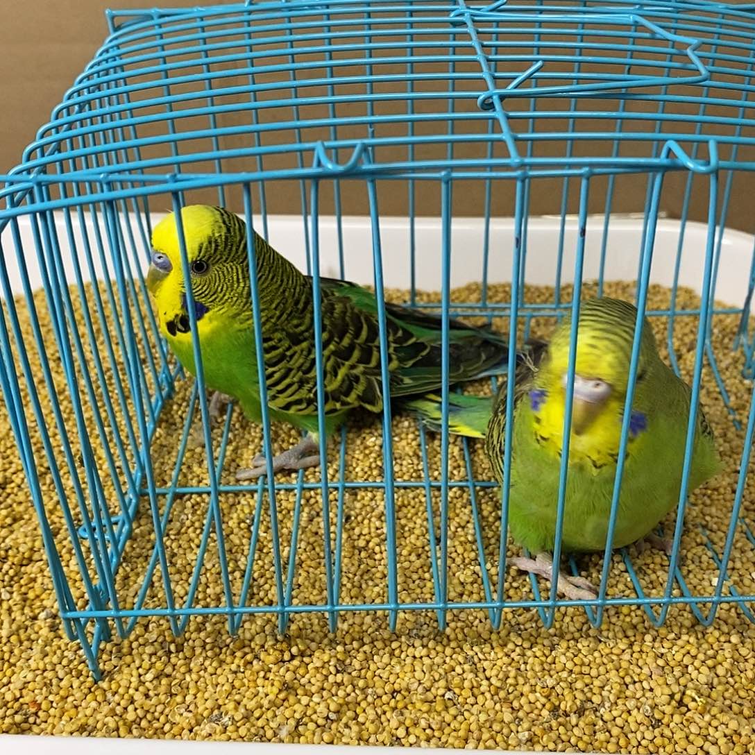 虎皮鹦鹉大头虎皮