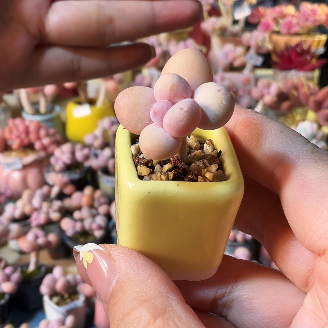 E***s多肉植物的生长发育