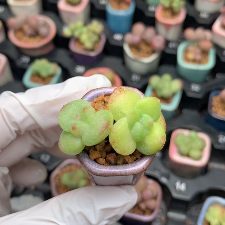 小脸冰玉石化锦 双头 木质老桩