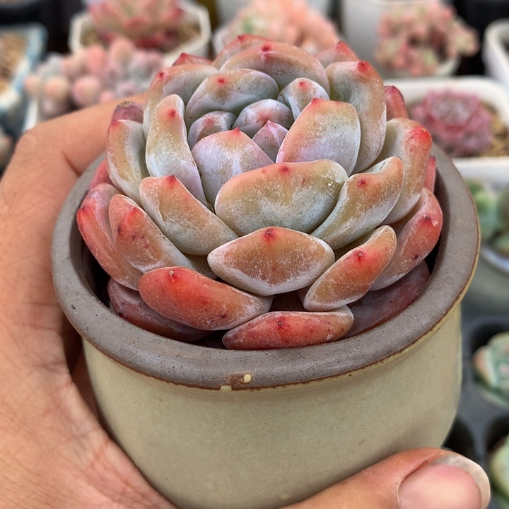 小精控橙子一物一拍