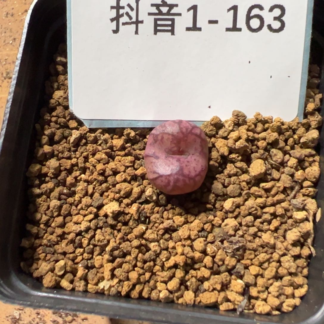1-163磨杂多肉植物