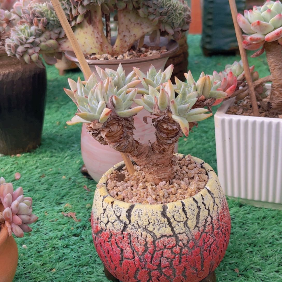 白雪多肉植物27130