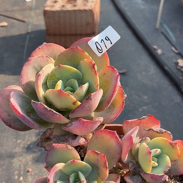 小***姐079正宫红凤脱土发货不退不换