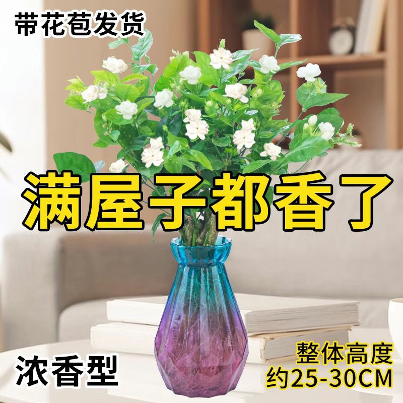 【带花苞】水培茉莉花盆栽室内阳台好养活植物四季花开客厅绿植
