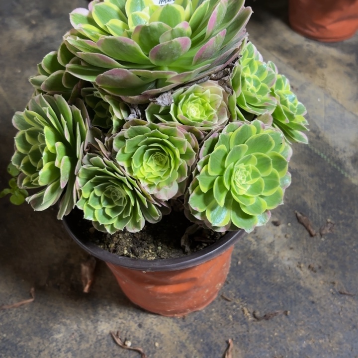 瑞妈，。。。。。146水中月。