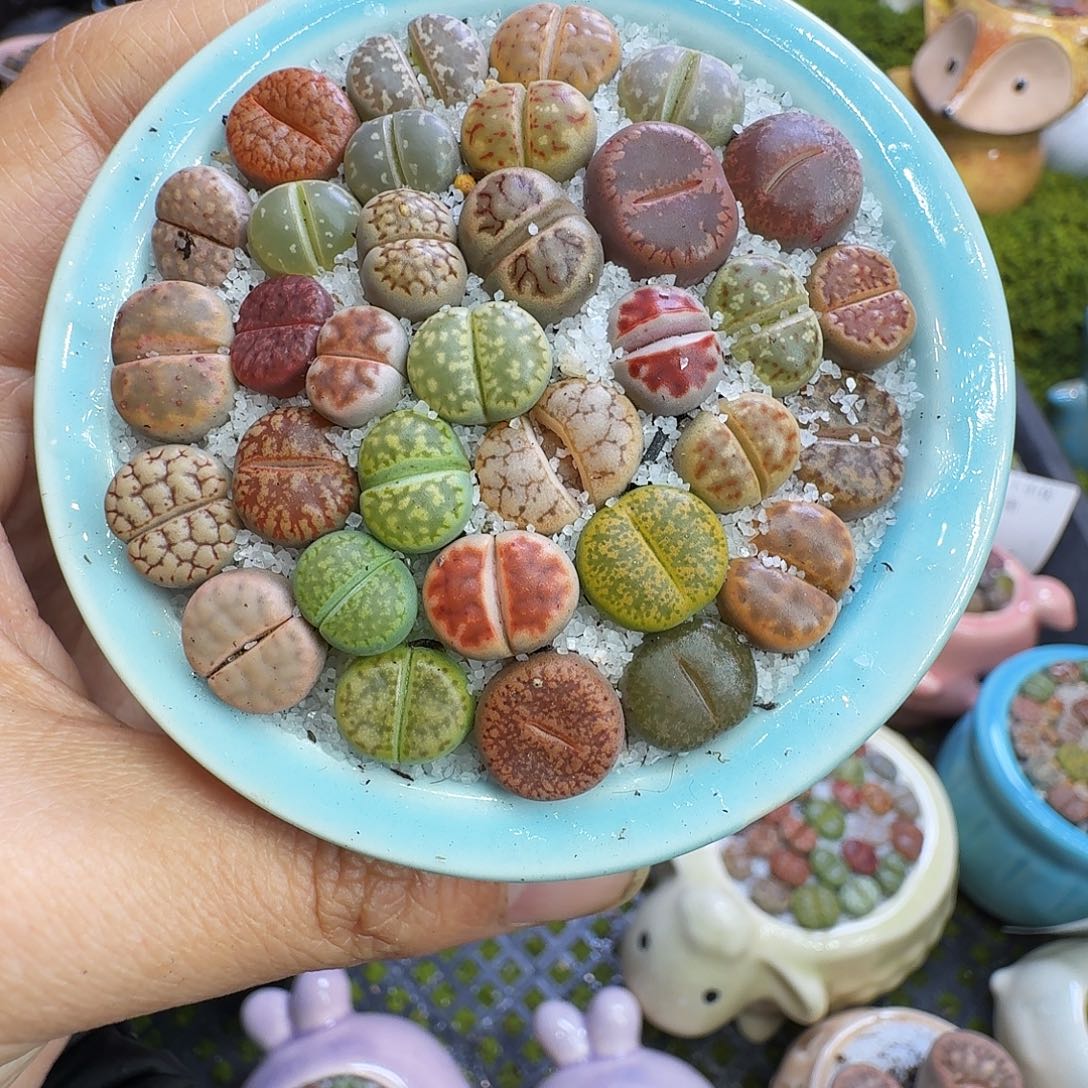 多肉植物福利冲1208