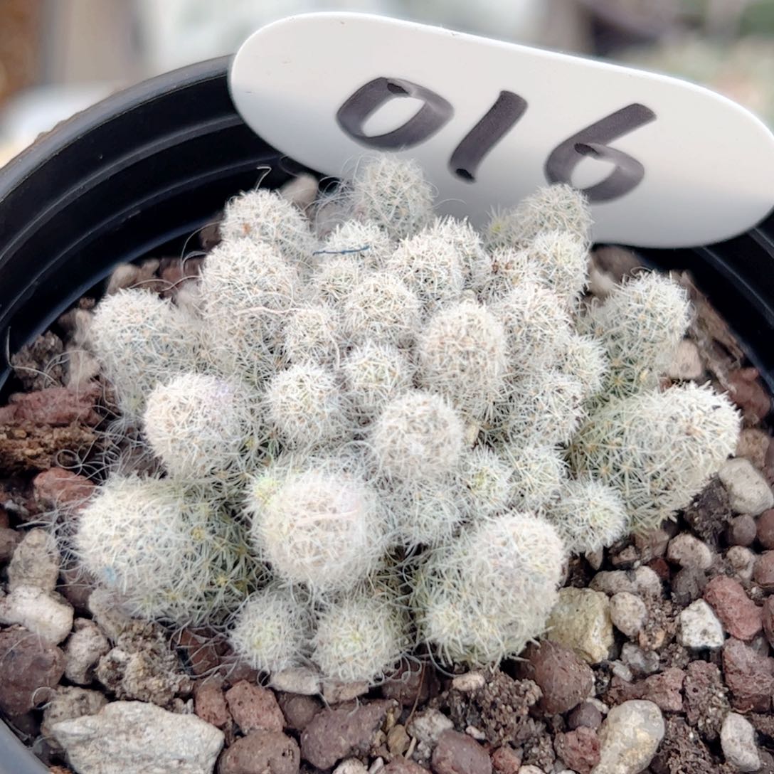 孤雁自根仙人球