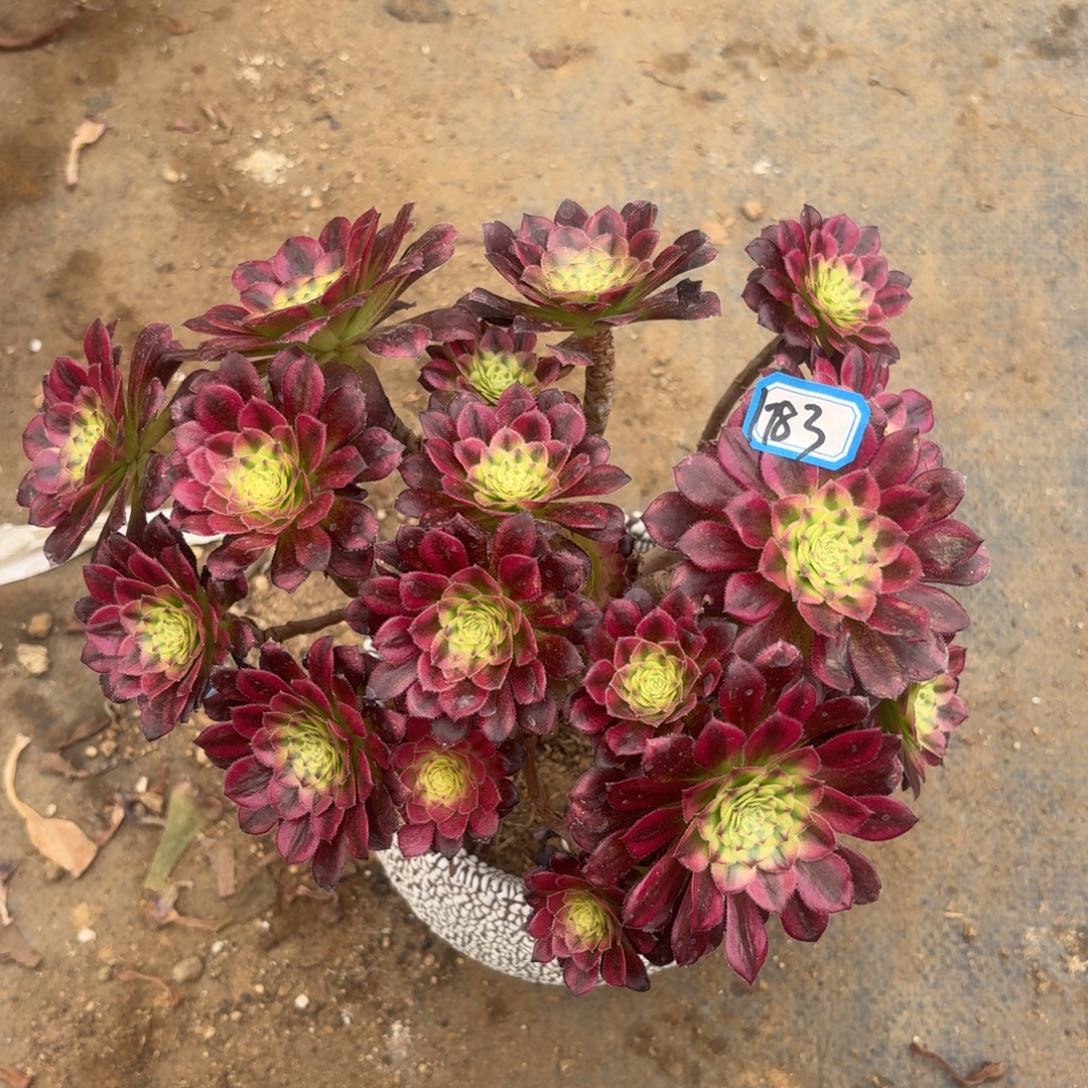 铜雀台有砍朵朵1783法师