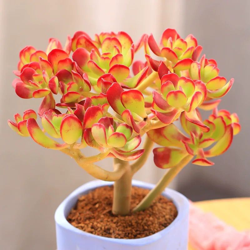 达摩宝珠多肉植物五年老桩小树形开黄色花艳丽鲜花多肉一体好养