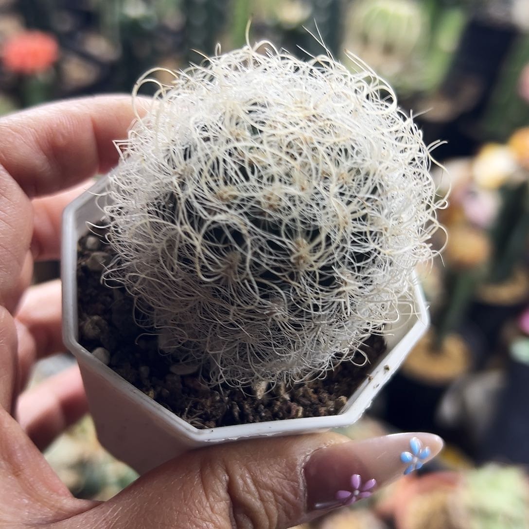 银翁仙人球1111111111