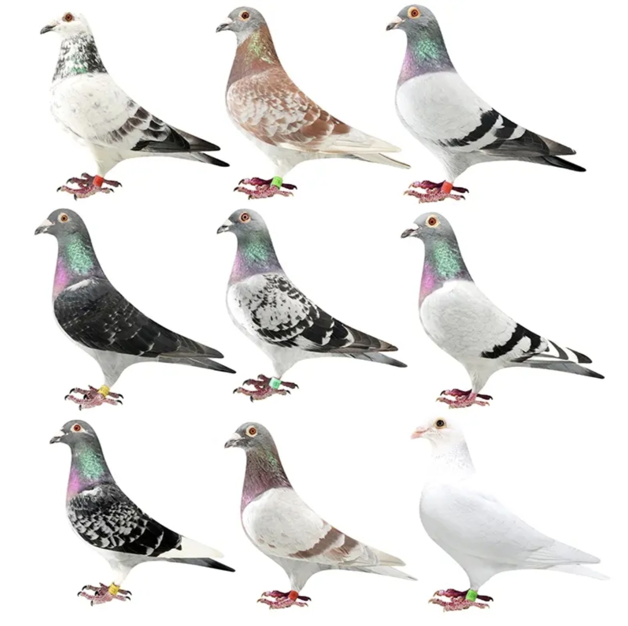 鸽肉品质好质量高链接1