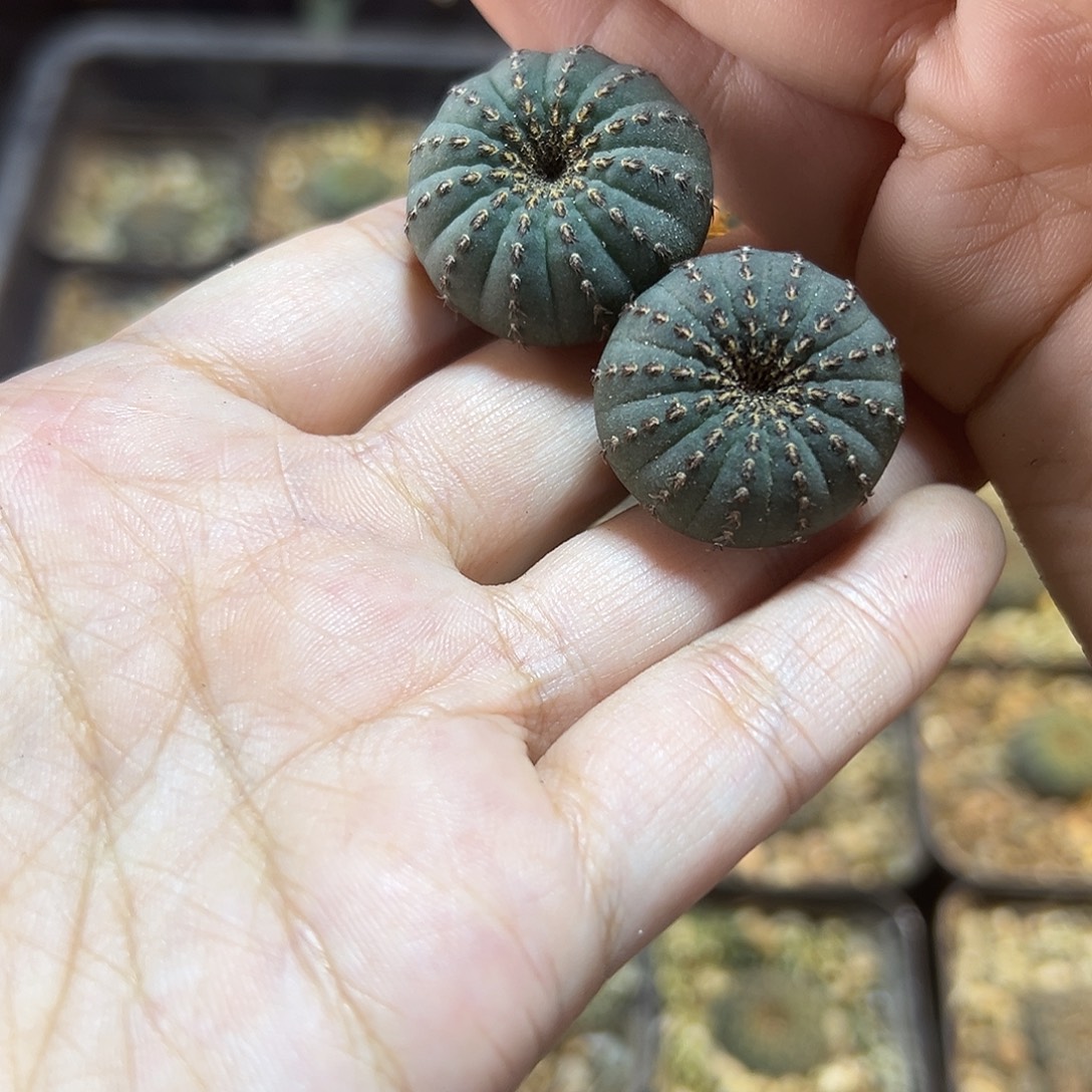 实生大型士童2公分2颗